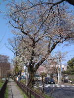 03-04-06樹木No.308