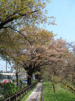 03-04-16樹木No.314