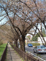 03-04-06樹木No.323