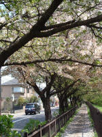 03-04-16樹木No.331