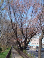 03-04-06樹木No.361