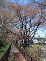 03-04-06樹木No.368