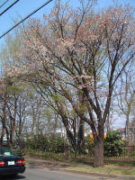 01-04-06樹木No.956