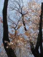 No.853美しく咲き始めました3/22撮影