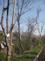 復活祭当日植樹された若木3/22撮影