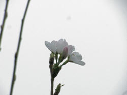 N46S֍炭@{N2A@119-7@119̎qłB