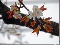 No.218ԉ蔒ԂYȃJX~TN3/24Be