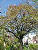 No.311tAꕔɖcԗL4/11Be