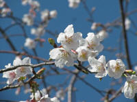 小金井橋〜関野橋間のモデル地区N.20:満開