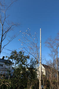 3/23北川N26モデル地区に植栽した桜開花