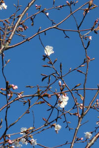 3/23南側S27モデル地区に植栽した桜開花