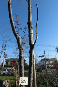 3/23南側S27モデル地区に植栽した桜開花