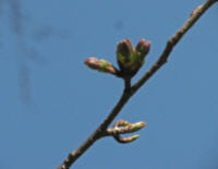 3/25No.119蕾膨らむ