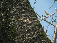 3/25No.864蕾が少し膨らむ