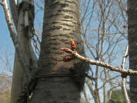 3/25No.311蕾はかたいがさらに赤みをました