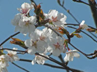 3/25小金井橋〜関野町間のモデル地区No.20満開