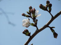 靖国神社の標本木開花