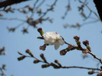 靖国神社の標本木開花