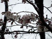 3/26第2ブロックNo.952ソメイヨシノ開花