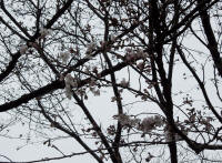 3/26第2ブロックNo.952ソメイヨシノ開花