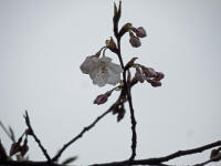 3/27No.119開花10輪確認