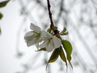 3/27No.217(オオシマ系)開花