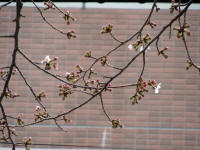 3/27No.222(ソメイヨシノ)開花