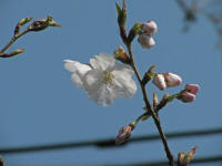 3/28No.119開花、ちらほら咲き