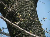 3/28No.864蕾膨らむ