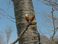 3/28北上No.2蕾の先端色づく