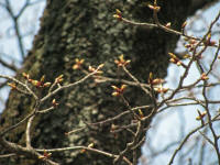 2/28No.311蕾は赤みをました