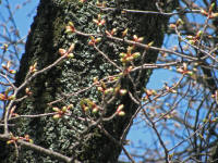 3/31No.311蕾大きく膨らむ