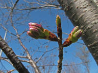 3/31北上No.2蕾の先端色づき開花まじか