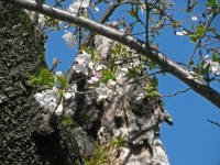 3/31No.864開花3分咲き