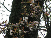 4/4No.311開花1分咲き