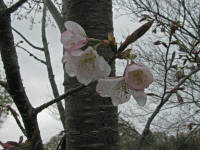 4/4北上No.2開花1分咲き