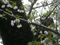 4/4No.864満開緑の葉