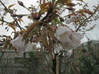 4/4小金井橋 吉野No.61 開花1分咲き