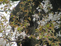 4/4No.119散り始め