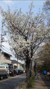 4/1No.232オオシマ系