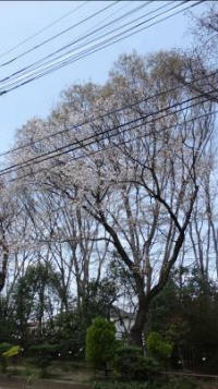 4/1No.898ヤマザクラ満開