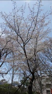 4/1No.914ヤマザクラ満開