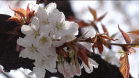 4/1No.915ヤマザクラ花満開