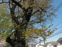 4/7早咲き樹木No.119葉桜