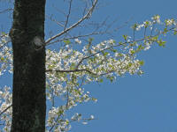 4/7樹木No.864散り始め