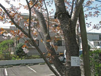 4/7北上No.2:S39満開