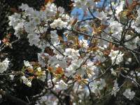 4/7樹木No.311遅咲き開花6分咲き