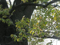 4/9早咲き樹木No.119すっかり葉桜