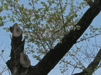 4/9中咲き樹木No.864 8分散り