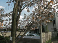 4/9北上No.2:S39満開1分散り始め